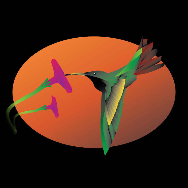 hummingbird, Adobe Illustrator