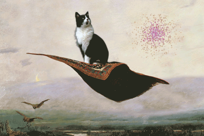 Photoshop, After Effects, animated gif